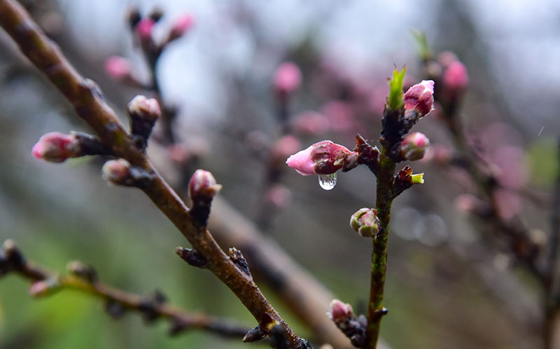Năm nhuận, đào rừng Sa Pa nở sớm, giá tăng cao trước khi ra chợ Tết